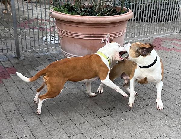 GOLD E MAYA IL SOGNO DI UN'ADOZIONE INSIEME Foto 2